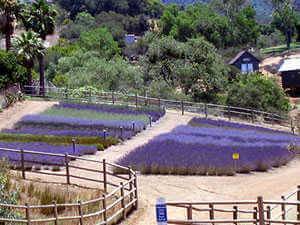 Lavender Fields 