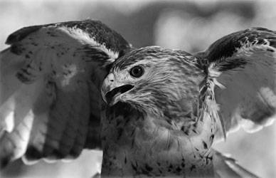 Hawks