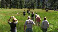 Yosemite Wildflower Walking Tour