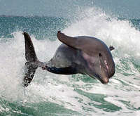 Dolphin Racer Speedboat Sightseeing Cruise - Treasure Island, FL, dolphin